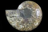 Cut Ammonite Fossil (Half) - Agatized #78337-1